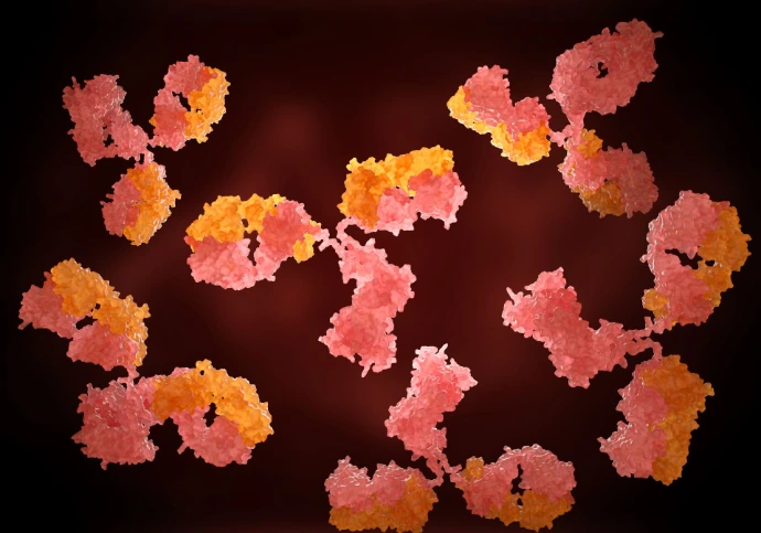 antibodies 