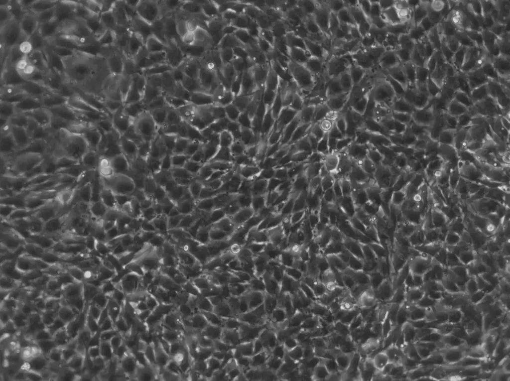 [GEN500731-MA] NRK-EGFP3-Seh1 Cells
