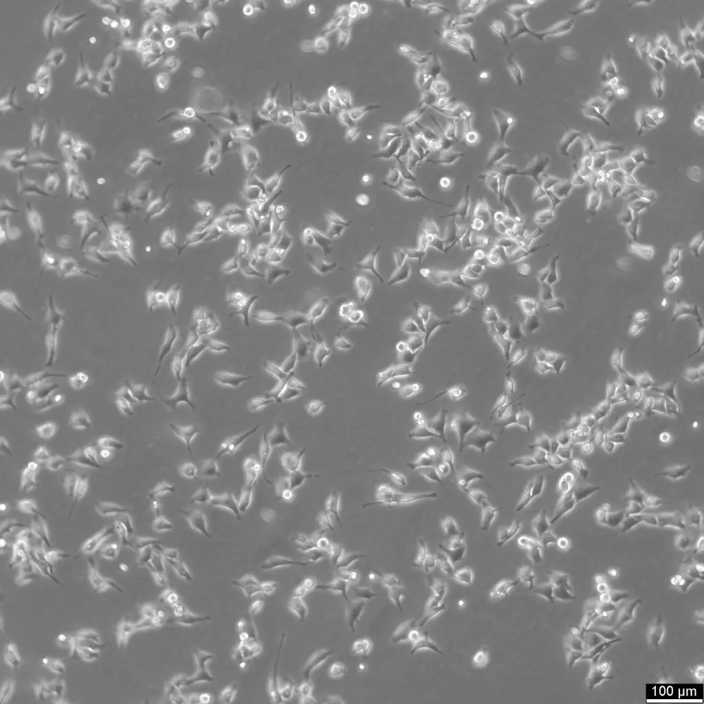 [GEN300670-MA] HK EGFP-alpha-tubulin/H2B-mCherry Cells