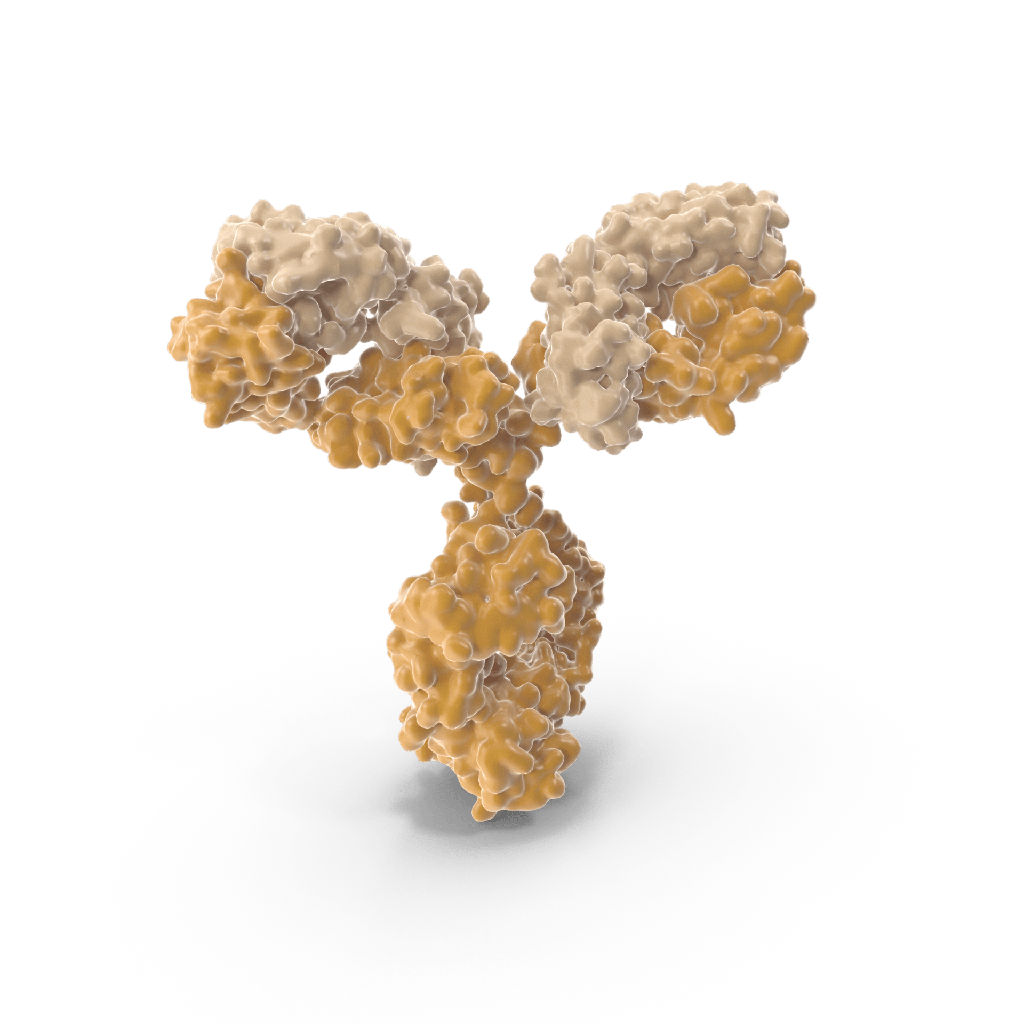 Anti-Myosin, Smooth Muscle Heavy Chain(SMMS-1), CF488A conjugate